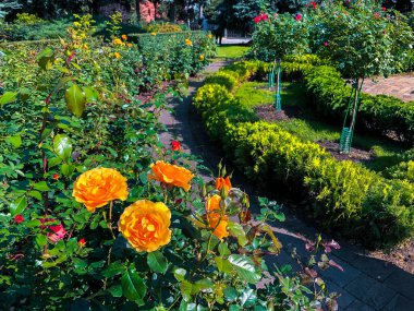 Moskova Kremlin bahçelerinde renkli çiçekler. Moskova, Rusya.