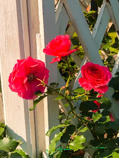 Fiori Colorati Nei Giardini Del Cremlino Mosca Mosca Russia — Foto Stock