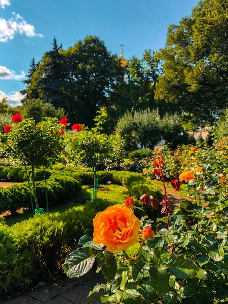 Flores Coloridas Jardins Kremlin Moscou Moscou Rússia — Fotografia de Stock