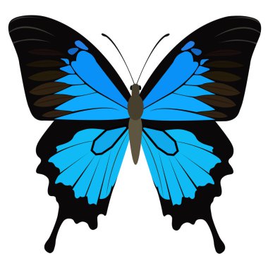 Beyaz arka plan üzerinde Kelebek Morpho Peleides