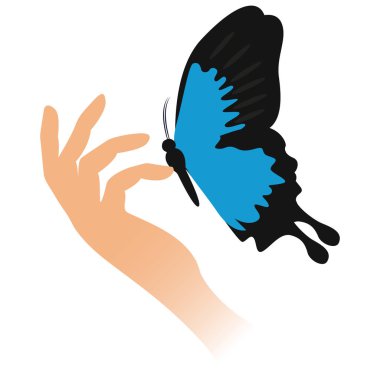 Kelebek Morpho Peleida elinde oturur