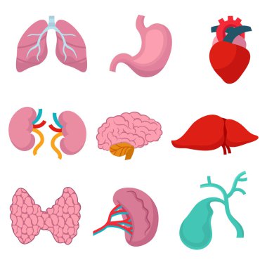İç organlar kümesi: kalp, böbrekler, akciğerler, karaciğer, beyin, ve benzeri