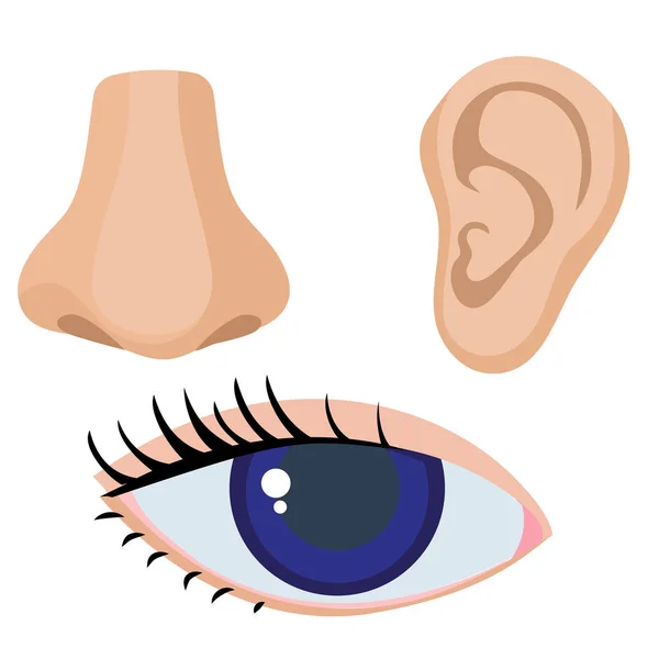 耳、鼻、目人体部分のベクトルイラスト — ストックベクタ