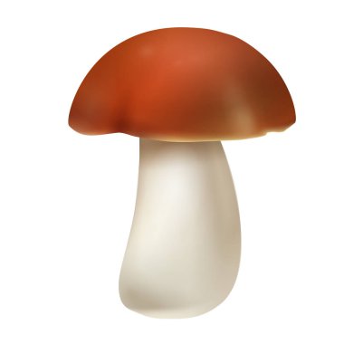 Beyaz arka planda gerçekçi beyaz mantar. Vektör çizimi