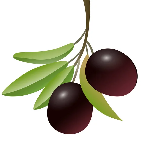 Branche d'olivier réaliste avec des baies sur fond blanc — Image vectorielle