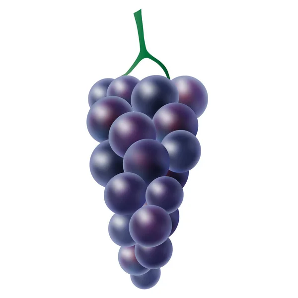 Ramo realista de uvas roxas em um fundo branco — Vetor de Stock