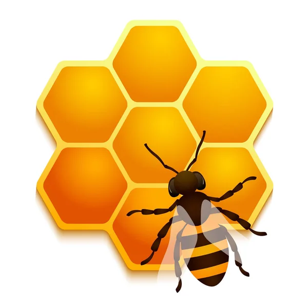 Realistic honeycomb with bee on white background — Stock Vector