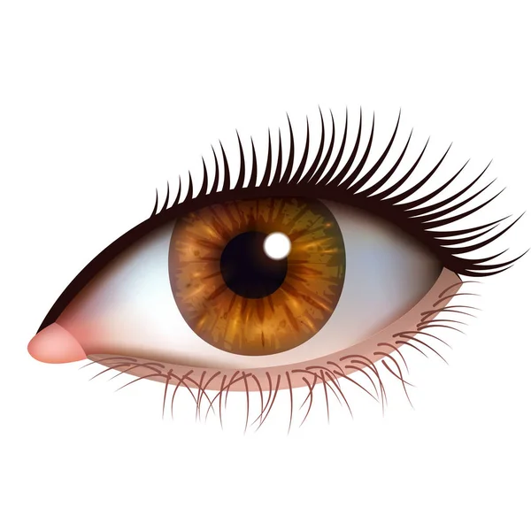 Realistic brown eye with eyelashes on white background — Stock Vector