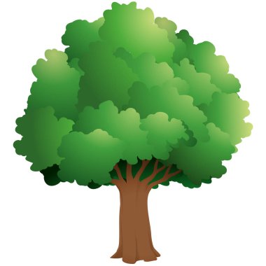 Beyaz arka planda gerçekçi yeşil ağaç