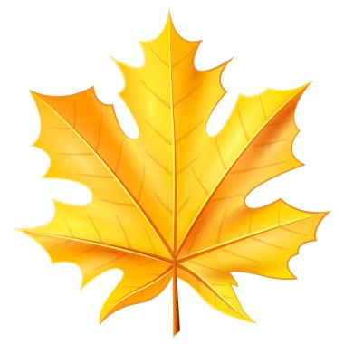 Beyaz arka plan üzerinde gerçekçi akçaağaç sarı yaprak.