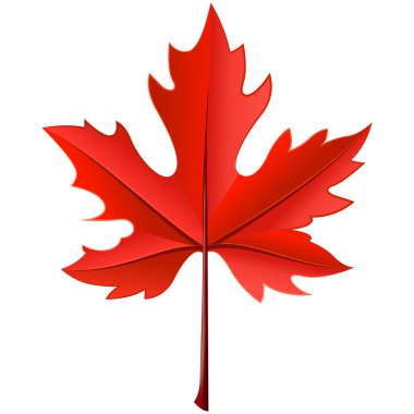 Beyaz arka plan üzerinde gerçekçi akçaağaç sarı yaprak.