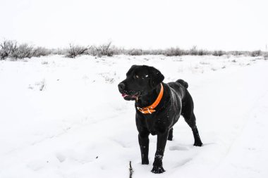 Siyah bir labrador bir kış soğuk gününde karlı bir yolda yürüyor