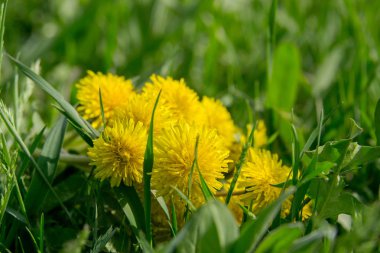 Yeşil yapraklar arasında sarı karahindiba