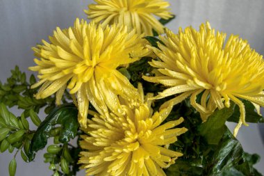 Beyaz bir arka plan üzerinde sarı asters bir demet