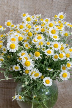 Bur arka planda cam bir vazo içinde chamomiles bir buket