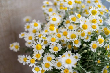 Bur arka planda cam bir vazo içinde chamomiles bir buket