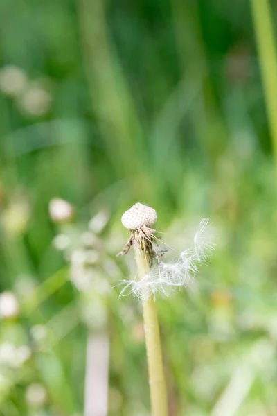 Dandelion in the morning sunny day — Stock Photo, Image