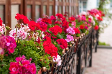 seçici odak Çiçek saksıları bina ve kaldırım Caddesi yakınında dolu