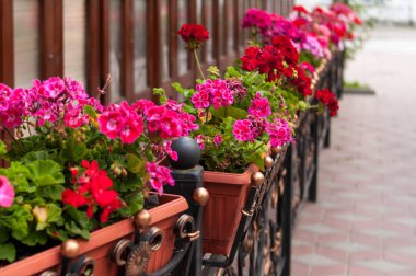 kırmızı, beyaz, Pembe Çiçek saksıları bina ve kaldırım Caddesi yakınında