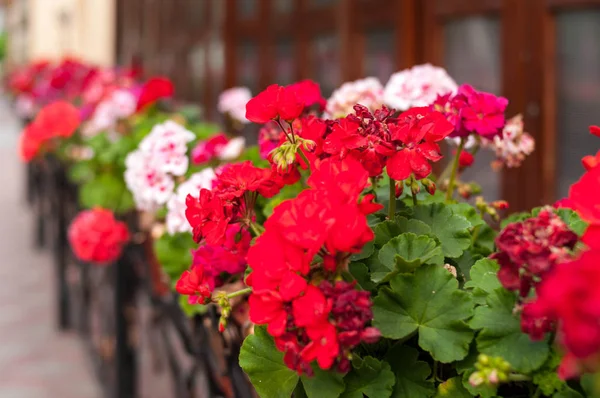 Selective Focus Colorful Flowers Flowerpots Building Sidewalk Street Royalty Free Stock Images