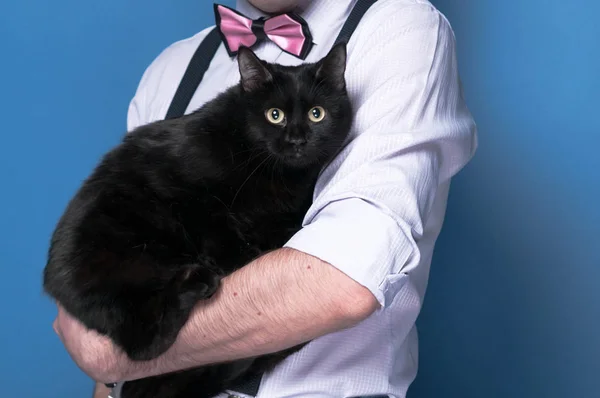 adorable black cat sitting on man hands and looking at camera on blue background