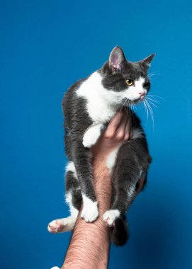 kopya alanı ile mavi arka planda beyaz kedi ile sevimli gri tutarak Kırpılmış Görünüm erkek eller