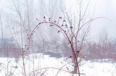 Güzel kar manzaralı ağaçlar ve yerde bir sürü kar, kışın parktaki gri gökyüzü.