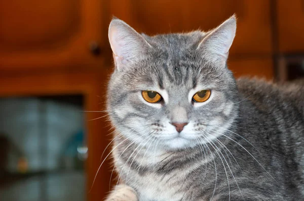 Zachte Focus Van Snuit Cute Grey Cyperse Cat Met Oranje — Stockfoto