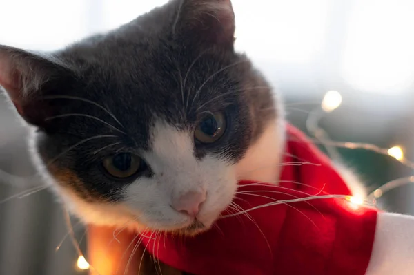 Mjukt Fokus Söt Grå Och Vit Katt Röd Santa Halsduk — Stockfoto