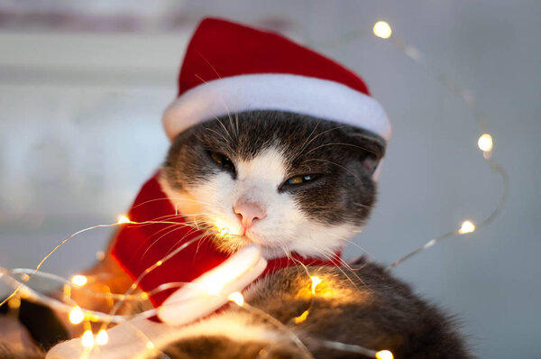 soft focus of cute grey and white cat in red santa hat with cristmas lights looking at camera at home