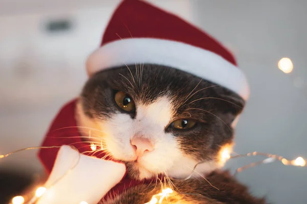 Mjukt Fokus Porträtt Bedårande Grå Och Vit Katt Röd Santa — Stockfoto