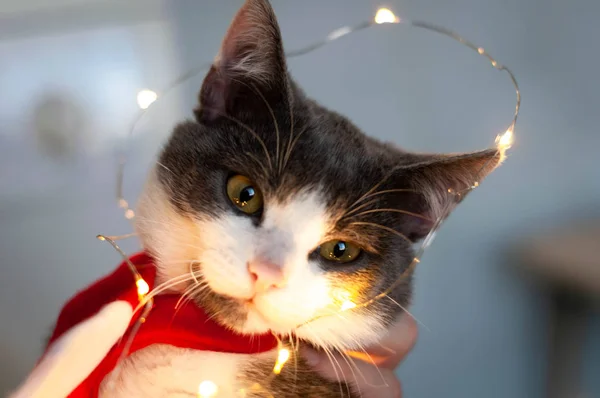 Mjukt Fokus Porträtt Bedårande Grå Och Vit Katt Med Cristmas — Stockfoto