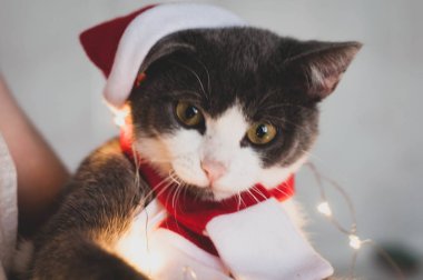 evde cristmas ışık yakınında kırmızı kostüm ve santa şapka sevimli gri ve beyaz kedi tutan adamın yumuşak odak