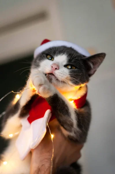 Soft Focus Man Holding Funny Grey White Cat Red Santa — Stock Photo, Image