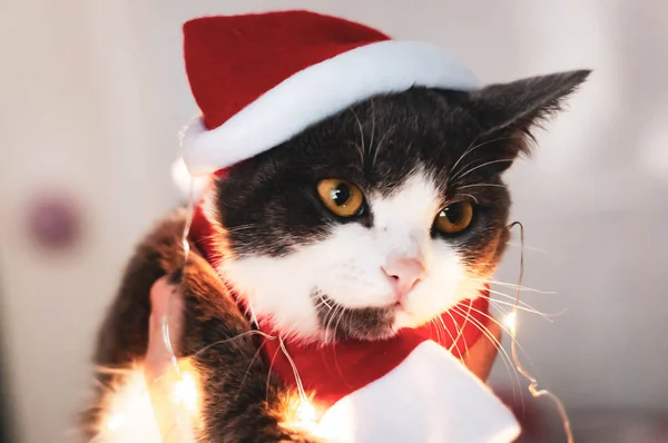 Mjukt Fokus Söt Grå Och Vit Katt Röd Santa Kostym — Stockfoto