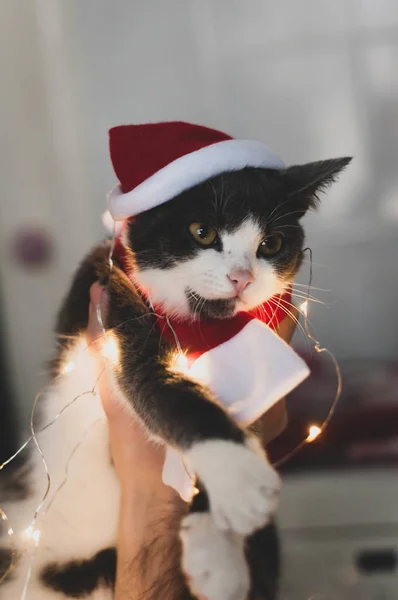 Närbild Nospartiet Söt Grå Och Vit Katt Santa Hatt Och — Stockfoto