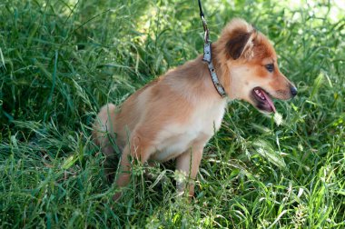 Siyah yakalı ve tasmalı sevimli kahverengi köpek. Gün ışığıyla aydınlatılmış. Sığınaktaki yeşil çimlere bakıyor.