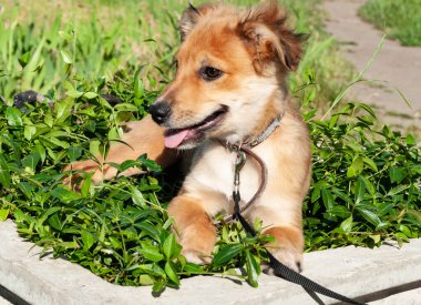 Siyah yakalı ve tasmalı sevimli kahverengi köpek yavrusu barınakta yeşil çimlerin üzerinde