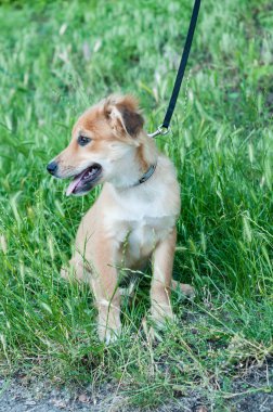 Siyah yakalı ve tasmalı sevimli kahverengi köpek barınaktaki yeşil çimlere bakıyor.