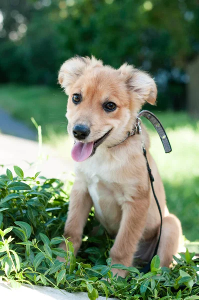 可爱的蒙哥马利褐色小狗 舌头伸出黑色衣领 眼睛盯着公园绿草上的相机 — 图库照片