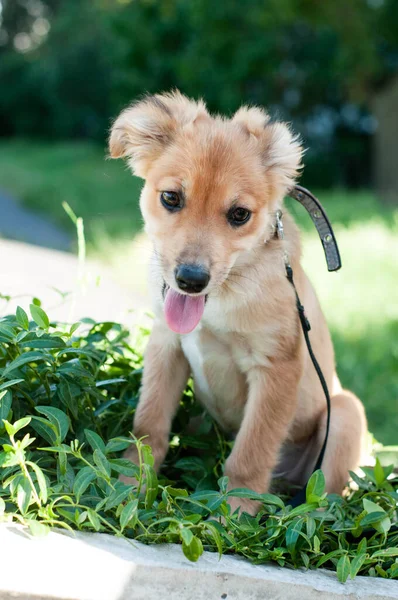 可怜兮兮的棕色小狗 舌头伸出来 戴着黑色衣领 在公园的绿草上系着皮带 — 图库照片