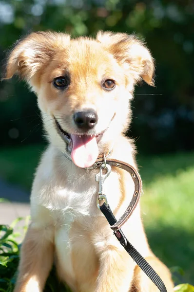 可爱的蒙哥马利褐色小狗的肖像 舌头伸出黑色领子 环绕着公园里的绿草看 — 图库照片