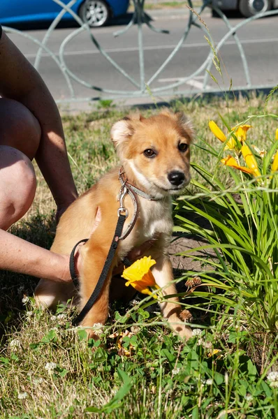 Vista Cortada Mulher Segurando Bonito Cachorro Marrom Claro Perto Flores — Fotografia de Stock