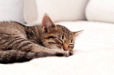 Tatlı kahverengi tekir kedinin yumuşak odağı yatakta uyuyor.