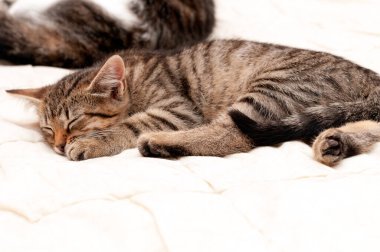 Tatlı kahverengi tekir kediciğin yumuşak odağı beyaz battaniyenin üzerinde kestiriyor.