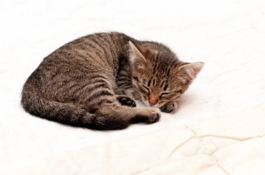 Tatlı kahverengi tekir kedi yavrusunun yumuşak odağı topun içine kıvrılmış ve beyaz battaniyenin üzerinde uyukluyor.