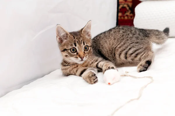 Adorável Tabby Gato Marrom Deitado Brincando Com Brinquedo Mouze Cobertor — Fotografia de Stock