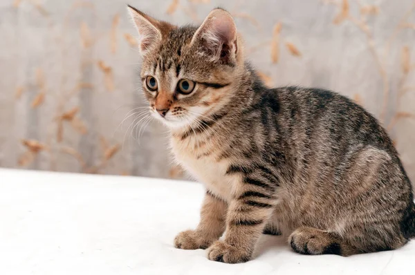 Vista Lateral Lindo Tabby Despojado Gato Marrón Manta Blanca Cama — Foto de Stock