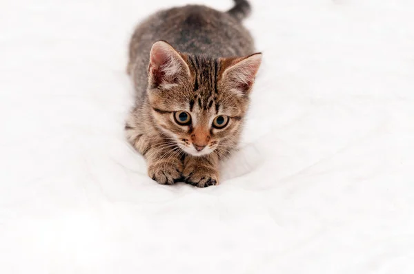 Enfoque Selectivo Lindo Gato Marrón Tabby Sobre Fondo Blanco Con — Foto de Stock