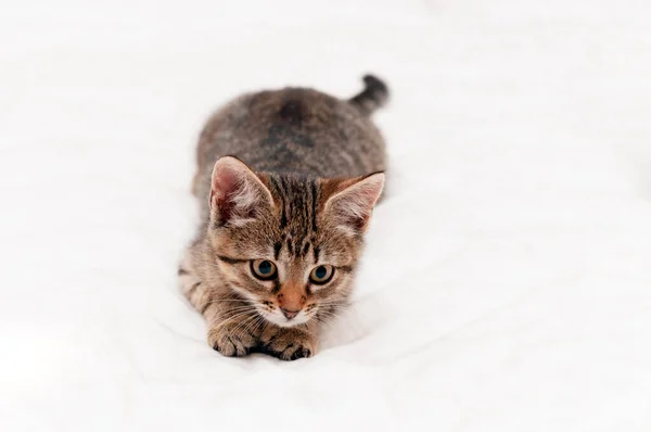 Enfoque Selectivo Lindo Gatito Marrón Tabby Sobre Fondo Blanco Con — Foto de Stock